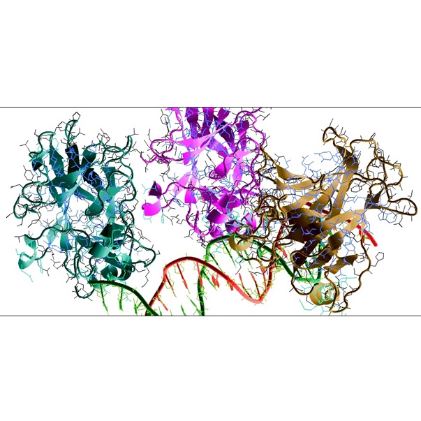 Cancer Genes | CancerQuest